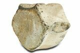 Fossil Whale Lumbar Vertebra - Yorktown Formation #362081-3